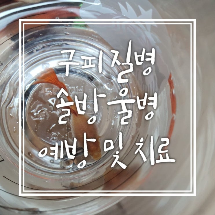 구피 질병 - 솔방울병 원인 및 치료 구피 질병 - 솔방울병 원인 및 치료