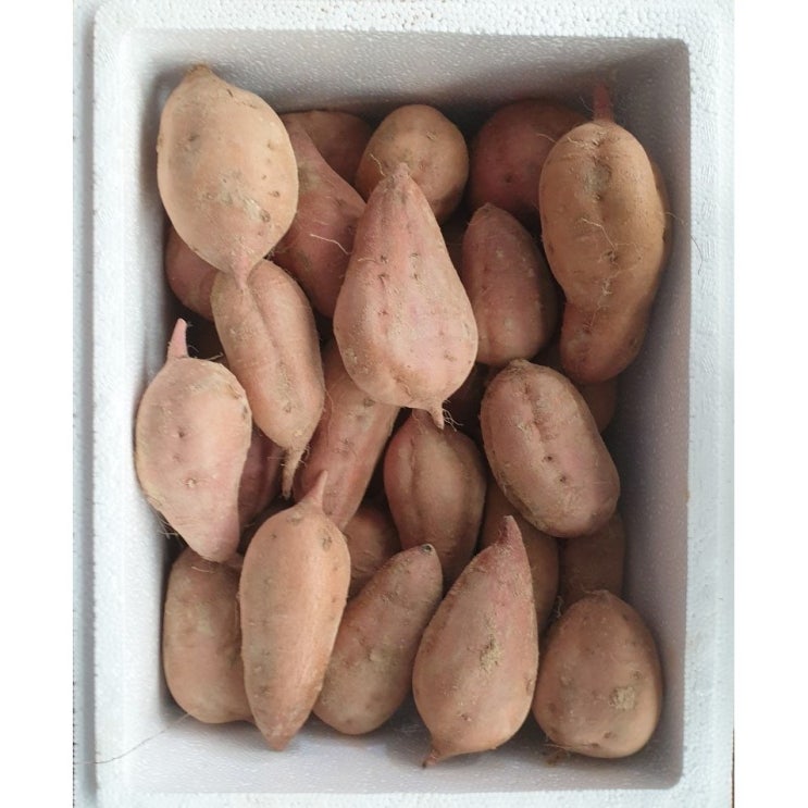 후기가 정말 좋은 20년도 안면도 황토호박고구마 10kg/5kg, 왕사이즈 10kg 추천합니다 후기가 정말 좋은 20년도 안면도 황토호박고구마 10kg/5kg, 왕사이즈 10kg 추천합니다