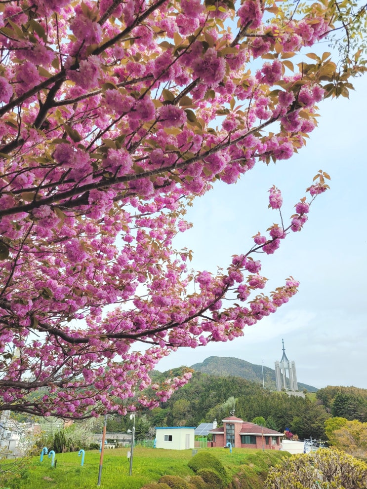  [겹벚꽃 명소] 겹벚꽃 만개 절정인 민주공원