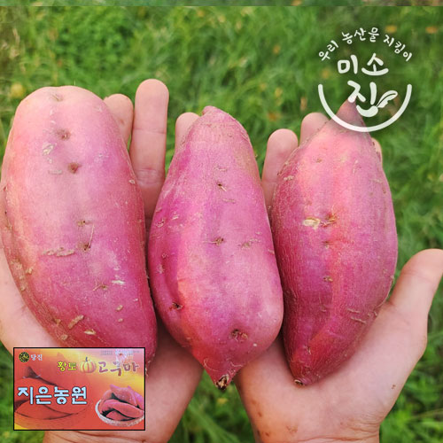 인기 급상승인 지은농원 호박고구마 (특상) 100%리콜제 3kg 5kg 10kg 12월1일부터 순차발송, 특상3kg 추천합니다 인기 급상승인 지은농원 호박고구마 (특상) 100%리콜제 3kg 5kg 10kg 12월1일부터 순차발송, 특상3kg 추천합니다