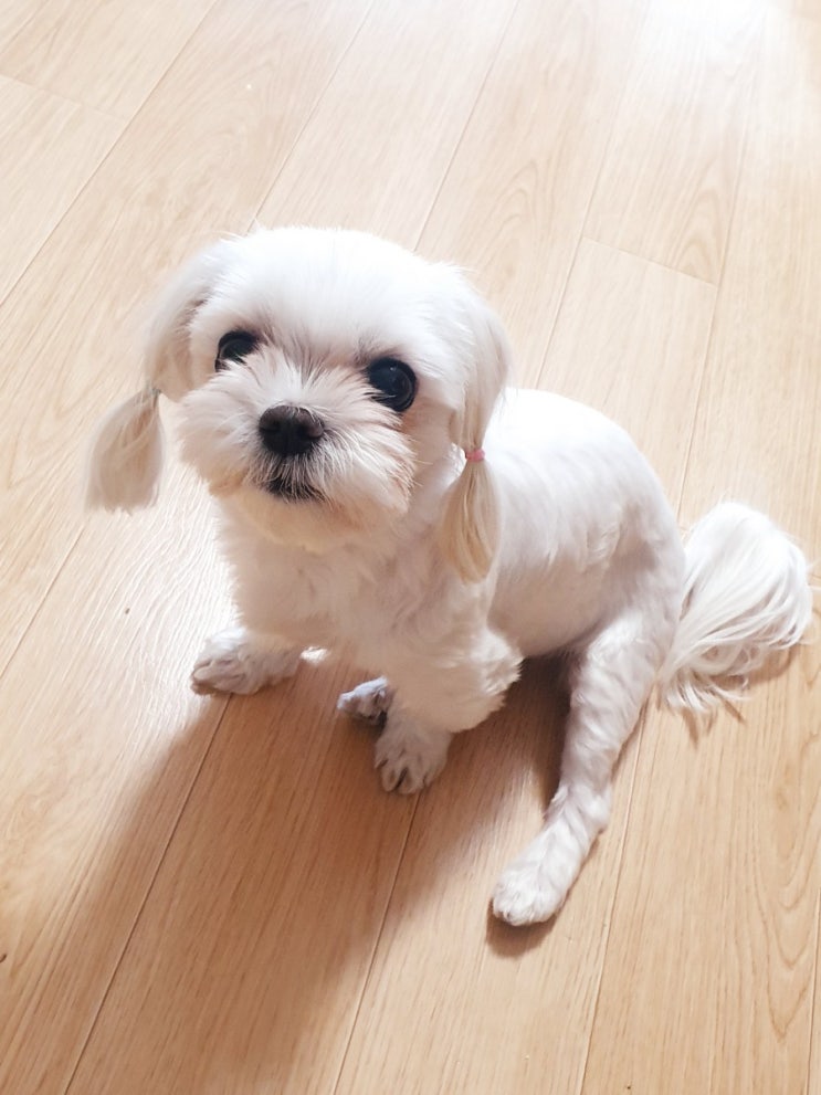 어화둥둥 둥이  어서오고 ∗ᴗ∗