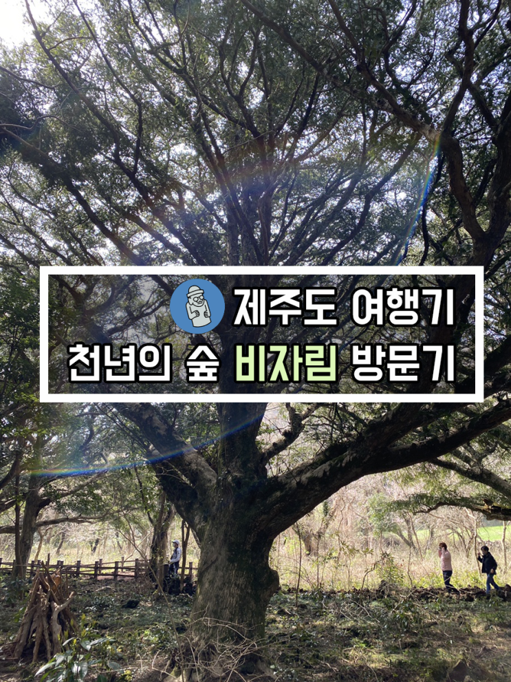 [여행 명소] 제주도 힐링 여행지, 천년의 숲 비자림 방문 후기