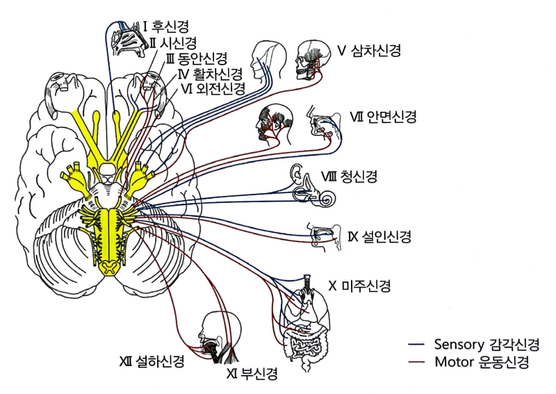 [성인간호학 : 신경계] 말초신경계 (뇌신경/후신경/시신경/동안신경/활차신경/삼차신경/외전신경/얼굴신경/청신경/설인신경/미주신경 ...