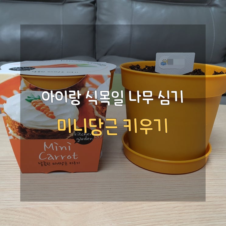  집에서 식목일 당근 심기, 달콤한 미니당근 키우기