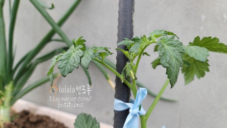  <21.04. 15>옥상텃밭-토마토 모종심었어요!!- 잘키우는 비법