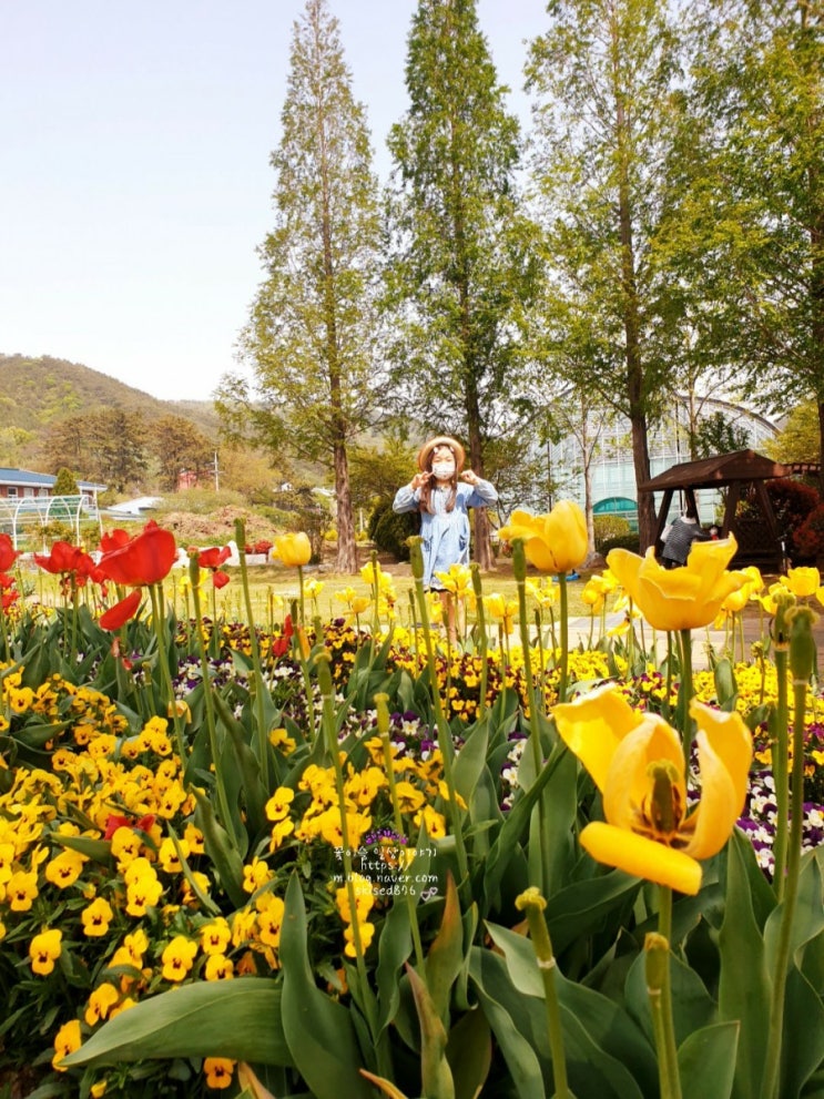 경남 아이들과 가볼만한곳:진해 농업기술센터 봄꽃구경(튤립.겹벚꽃.유채꽃) 경남 아이들과 가볼만한곳:진해 농업기술센터 봄꽃구경(튤립.겹벚꽃.유채꽃)