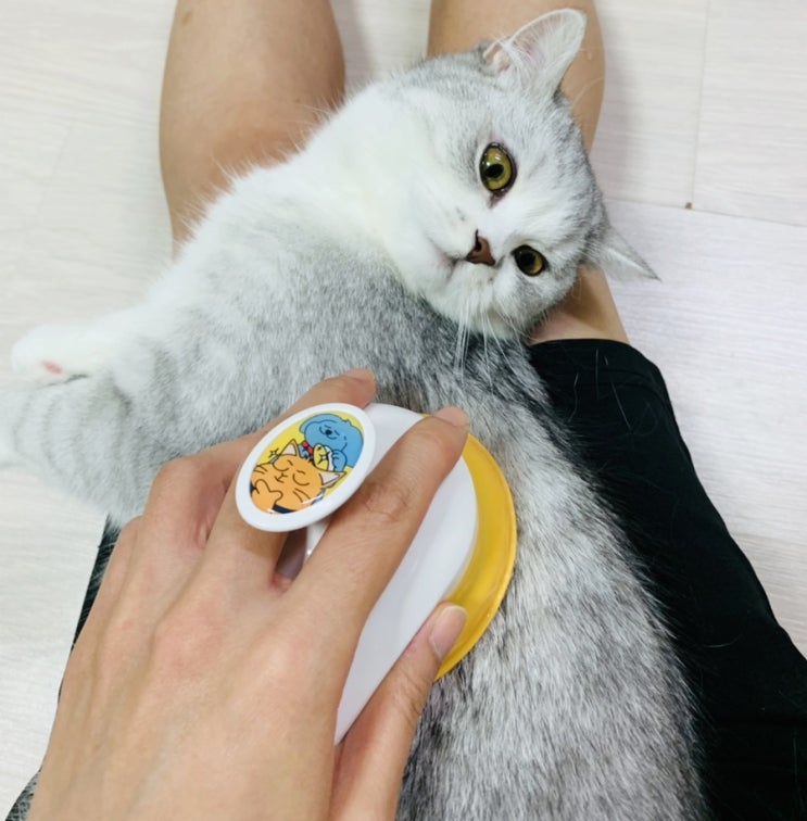  페스룸 힐링브러쉬로 뿜뿜이 털관리하기(내돈내산 후기)