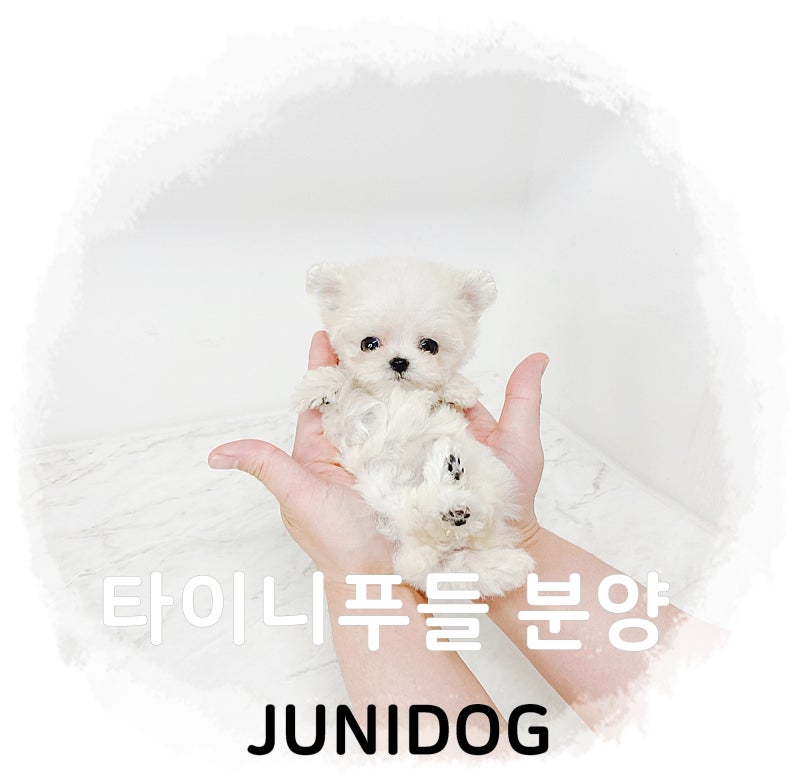 미니말티즈 "하트" 주니독 티컵말티즈분양