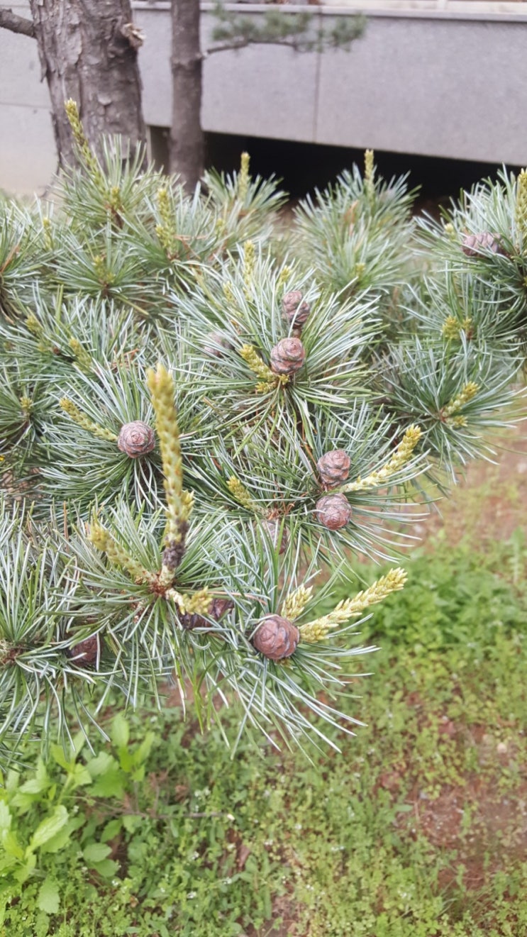  포일자이 주변 사진 4/17