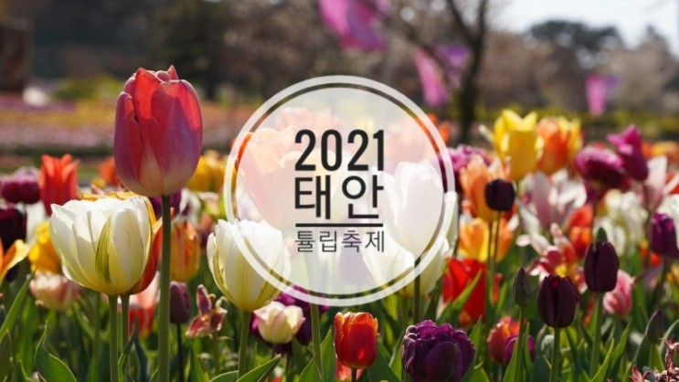 2021 태안튤립축제 진행 5월 주말여행 추천