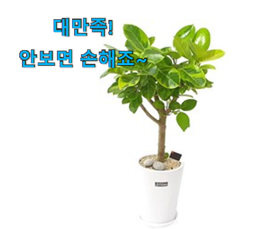 실시간 뱅갈 고무나무 대형 제대로된 순번 칭찬받아서 기분 좋아요. 실시간 뱅갈 고무나무 대형 제대로된 순번 칭찬받아서 기분 좋아요.
