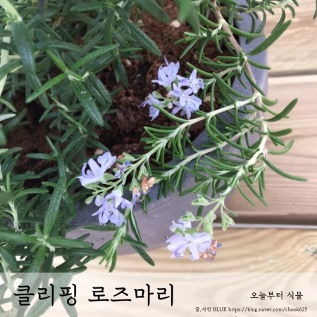  포복성 로즈마리 클리핑 로즈마리