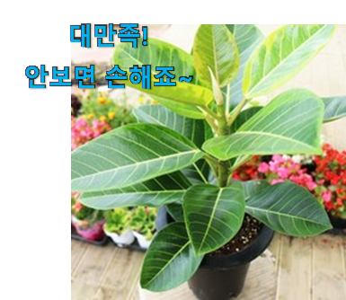 후기로대박난 뱅갈 고무나무 화분 신기한 목록 칭찬받아서 기분 좋아요. 후기로대박난 뱅갈 고무나무 화분 신기한 목록 칭찬받아서 기분 좋아요.