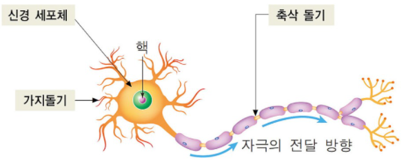  3-1. 흥분의 전달