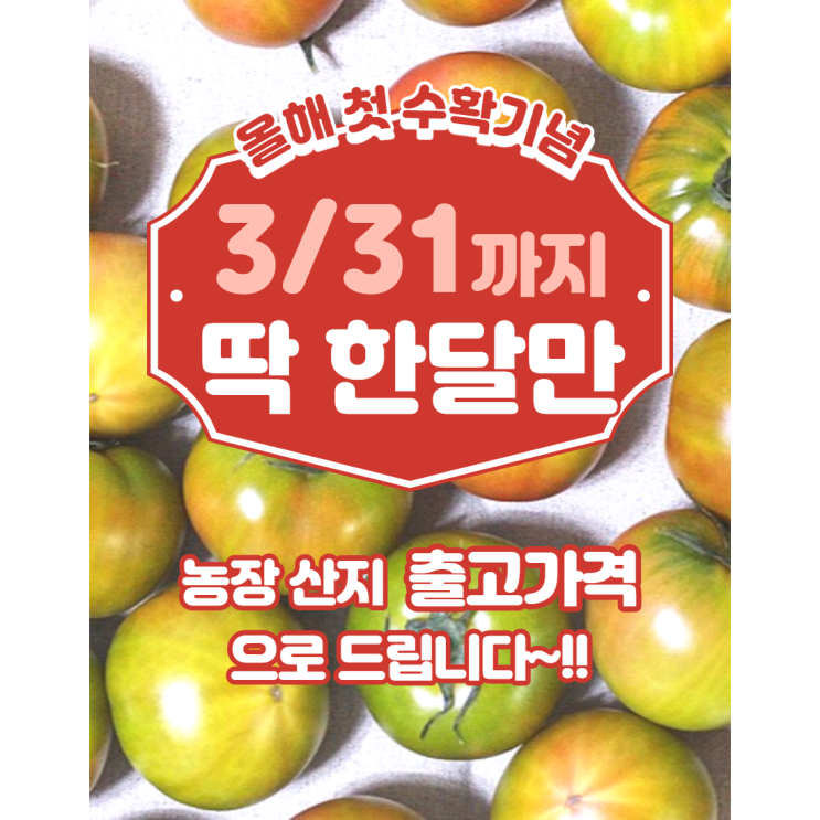 가성비 뛰어난 첫수확할인!!! (~2/28까지) 부산 대저 짭짤한 새콤달콤 토마토 스테비아 농법 2.5kg 5kg, M(일반과), 1box 추천합니다