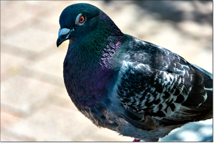 멸종위기 양비둘기와 집비둘기 무슨 차이?