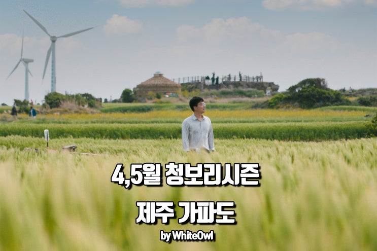  4월 제주 가파도여행 청보리시즌은 지금! 운진항에서 10분, 배 예약과 시간까지