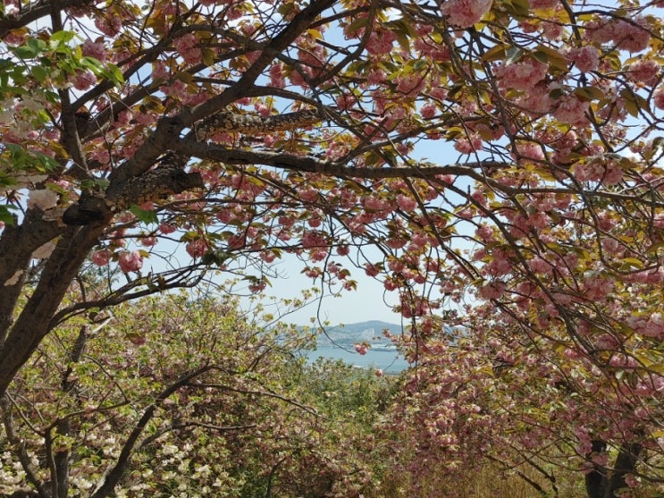 부산 겹벚꽃 활짝 핀 민주공원