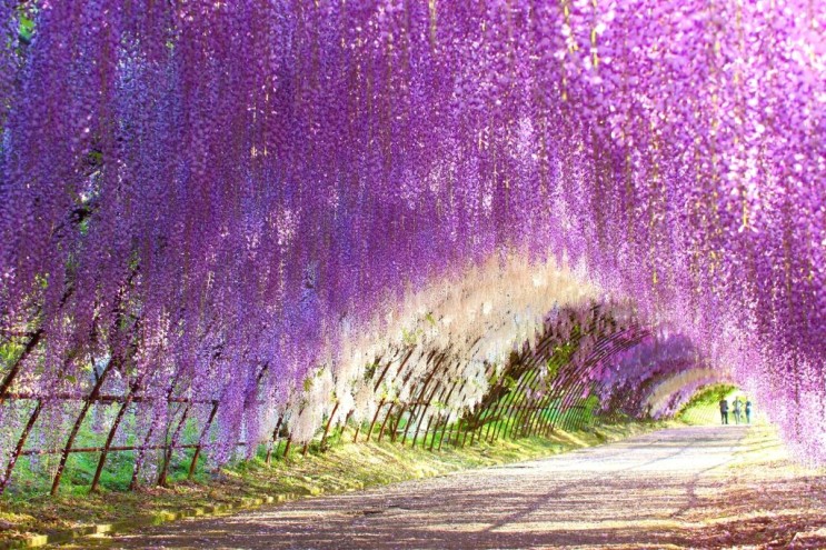 [랜선 타고 일본여행] 일본에서 가장 아름다운 장소(CNN) • 가와치 후지엔(河内藤園)【후쿠오카현】