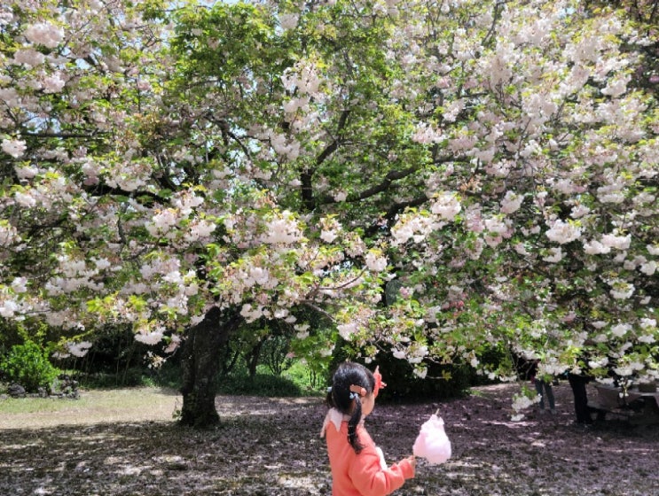  제주도 여행하실 때 제주도쿠폰 제주투어패스 안사면 손해라구요~~