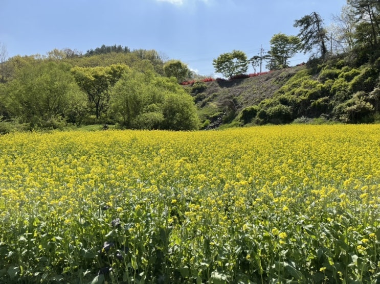 옥천 친수공원 후기 | 유채꽃밭 | 옥천가볼만한곳 | 정확한 네비주소 꿀팁 | 대전 근교 드라이브 추천