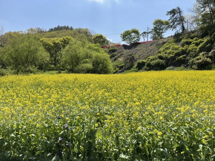  옥천 친수공원 후기 | 유채꽃밭 | 옥천가볼만한곳 | 정확한 네비주소 꿀팁 | 대전 근교 드라이브 추천