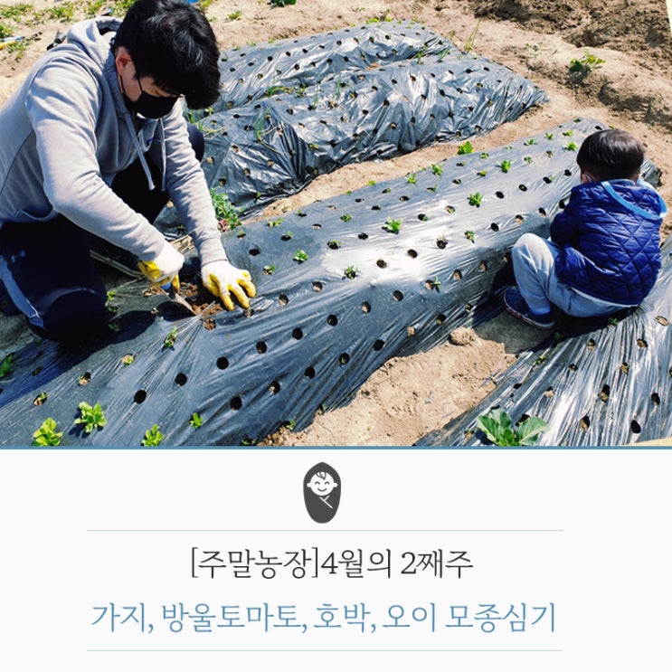  [주말농장]방울토마토 가지 오이 호박 모종심기 당근씨앗뿌리기