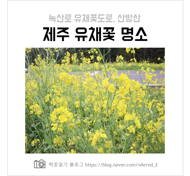  제주도 유채꽃 명소 :: 녹산로, 산방산