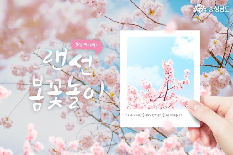 충남 여기저기 랜선 봄꽃놀이 | 충남도청페이스북