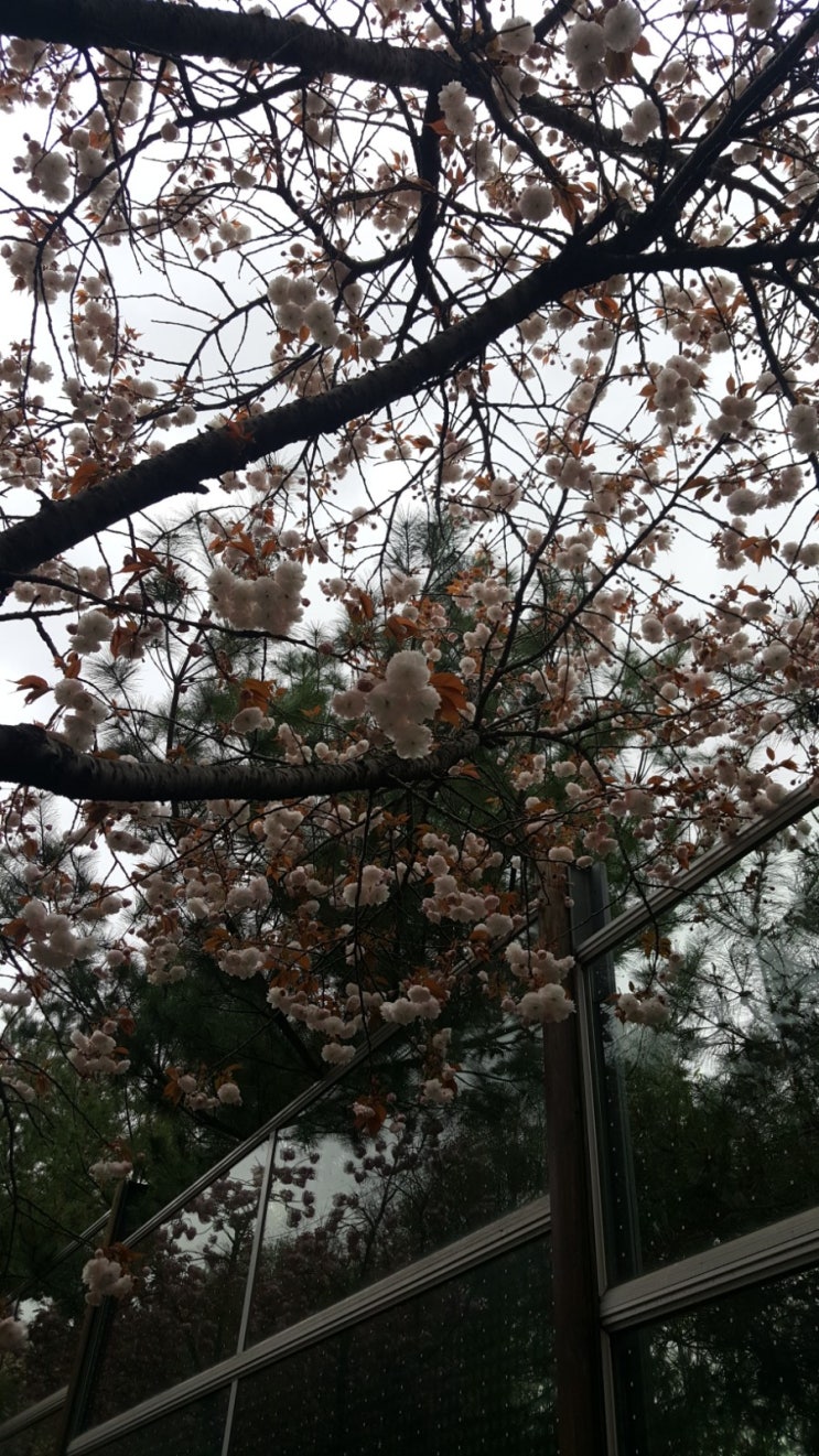  계원예술대 주변 사진  4/17