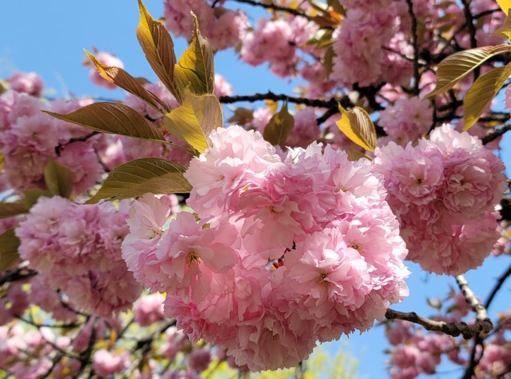 [일상] 보라매 공원 에어파크 겹벚꽃 구경 다녀왔어요