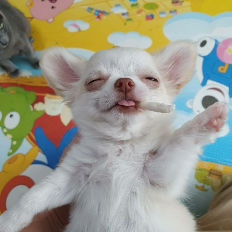 장모치와와 무무일상 사진모음 -