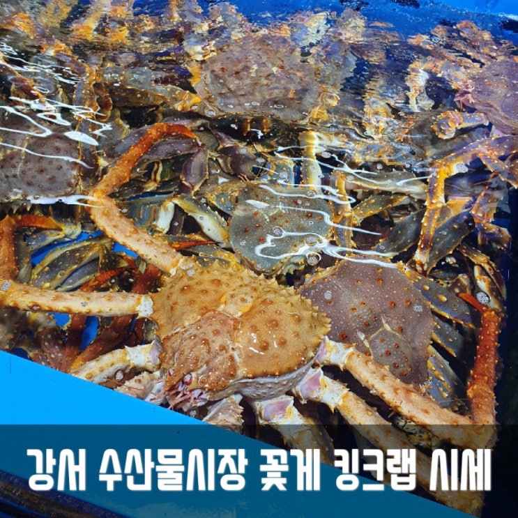 강서 수산물시장 꽃게 쪄왔어요! (Feat.킹크랩시세)