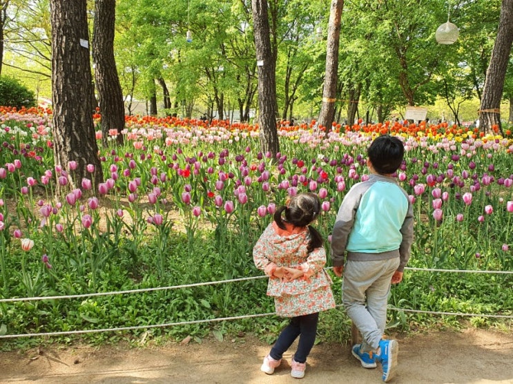  2021서울숲 튤립정원 튤립축제 - 서울숲 주차대란