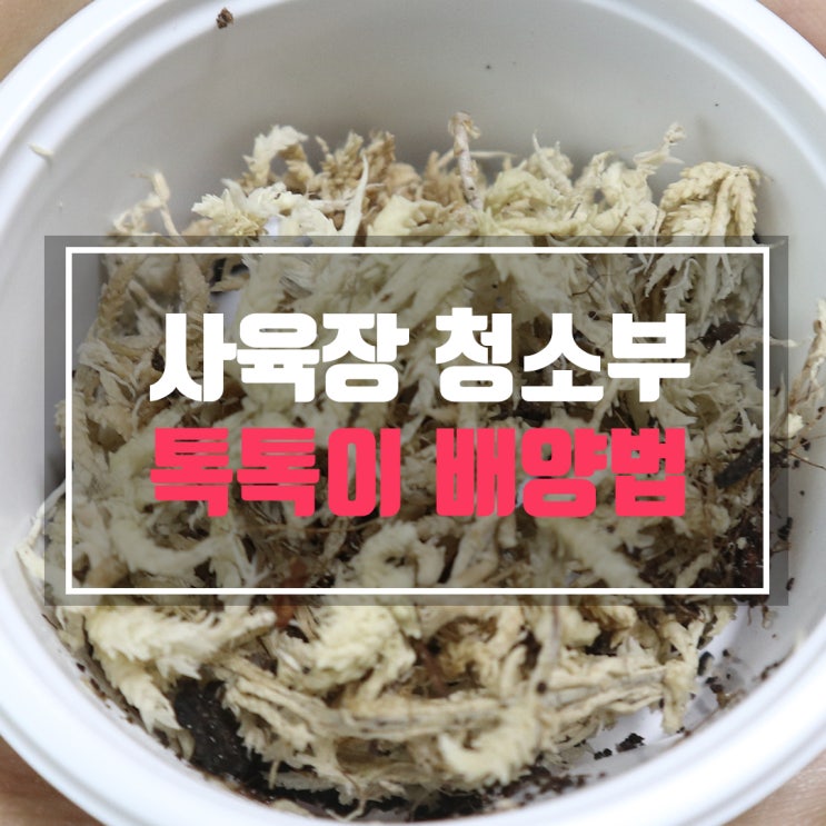  사육장 날파리 잡아주는 톡톡이 배양법