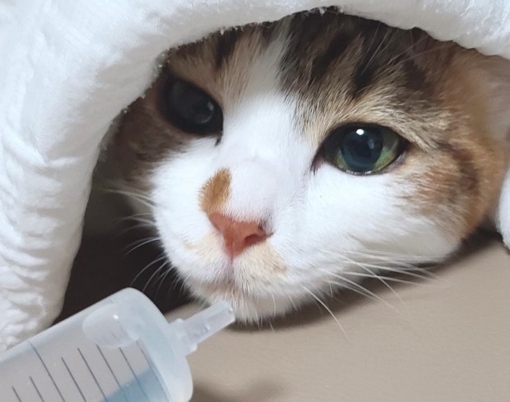  고양이 음수량.고양이 물마시기.