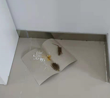 중국 주재원 일기 Day 346_쥐다. 날씨는 왜 이렇고, 휴......그래도 정신 바짝 차리자. 중국 주재원 일기 Day 346_쥐다. 날씨는 왜 이렇고, 휴......그래도 정신 바짝 차리자.