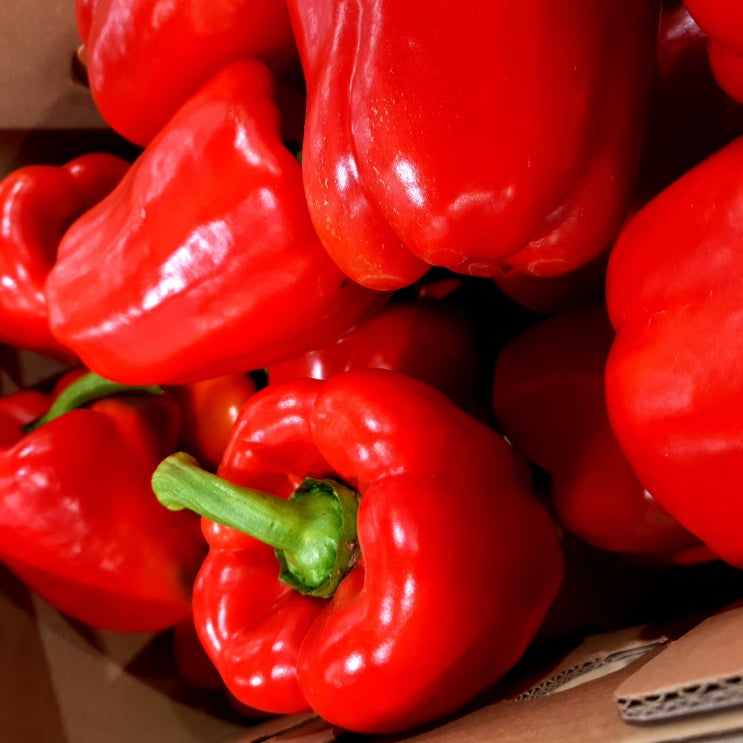 선택고민 해결 새벽들 못난이 파프리카 (3kg 5kg), 1box, 5kg빨강 ··· 선택고민 해결 새벽들 못난이 파프리카 (3kg 5kg), 1box, 5kg빨강 ···