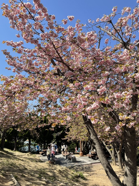 부산 민주공원 겹벚꽃 개화시기 (21.04.19) / 포토스팟