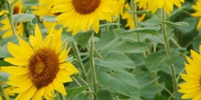 싸리골 사진 1