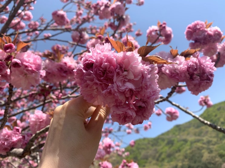  딱 다음주까지 피크! 겹벚꽃 명소 천안 각원사 오늘자 벚꽃 후기