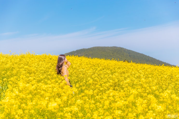  입장료 없는 제주 유채꽃 명소 함덕 서우봉 포함 TOP5