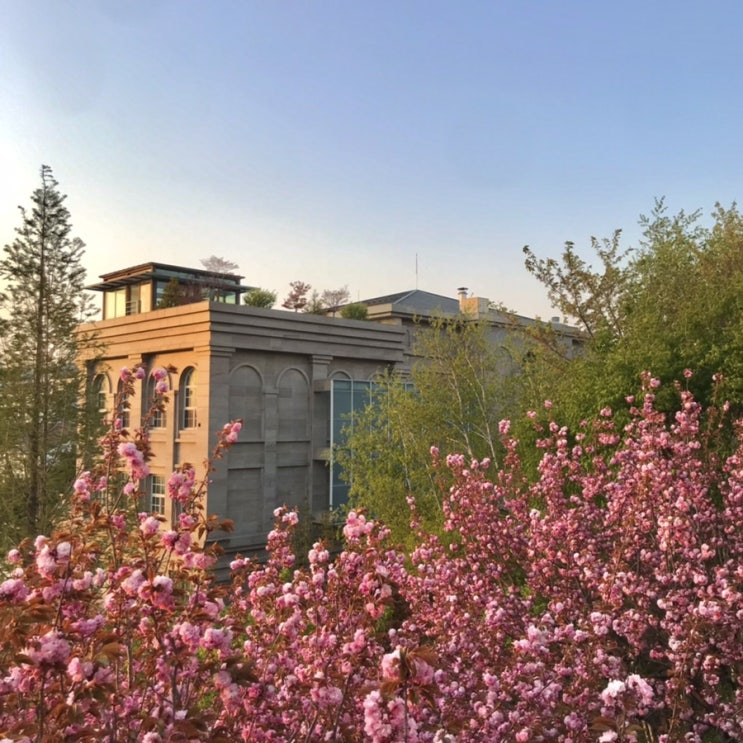  용인 기흥카페 : 겹벚꽃 명소 기흥 롯데아울렛 근처 커피라이커스