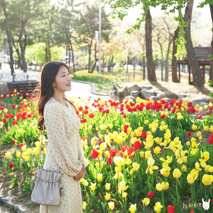  속초 청초호 호수공원 튤립 산책로 걷기좋은길