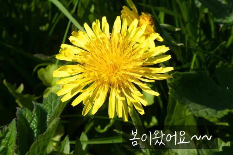  나는 행운아.