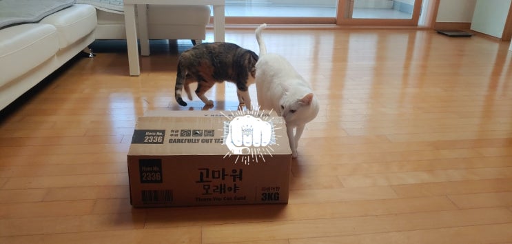  사막화 없는 고양이 모래 고마워 모래야 후기