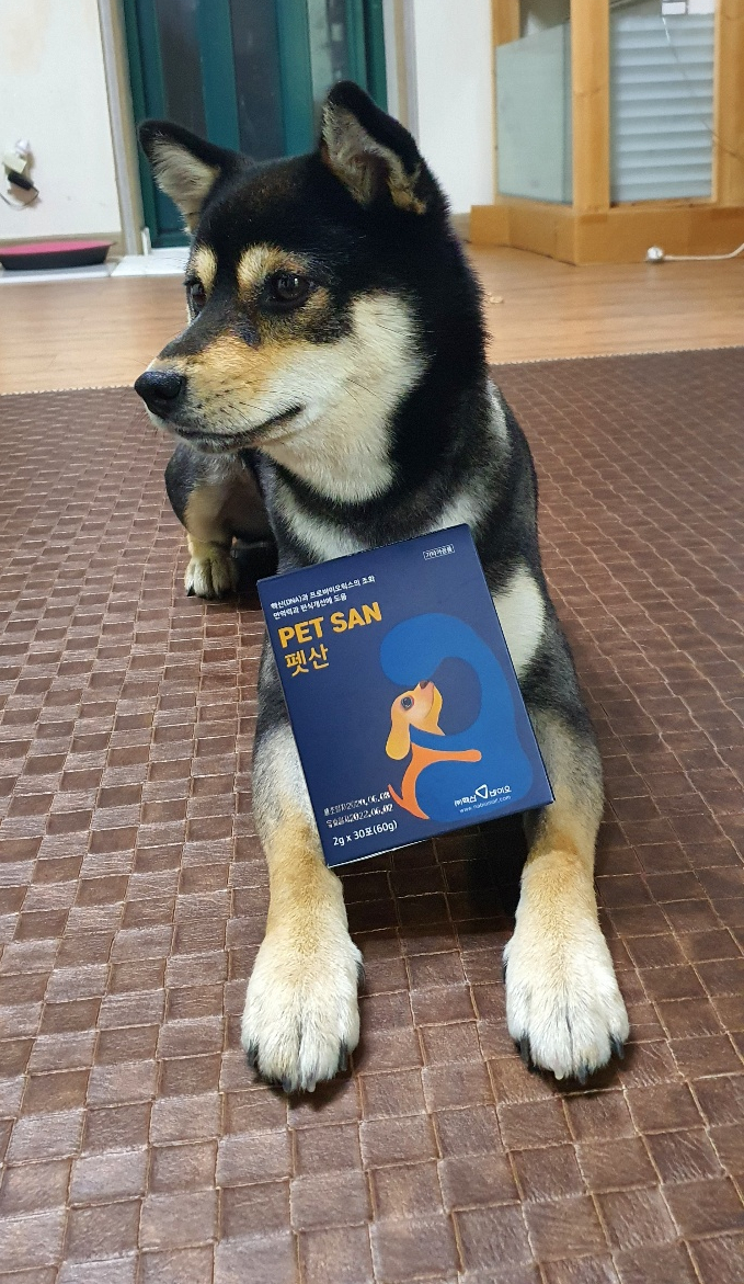  [강아지 영양제] 유산균이 담겨있는 면연력에 좋은 펫산PET SAN