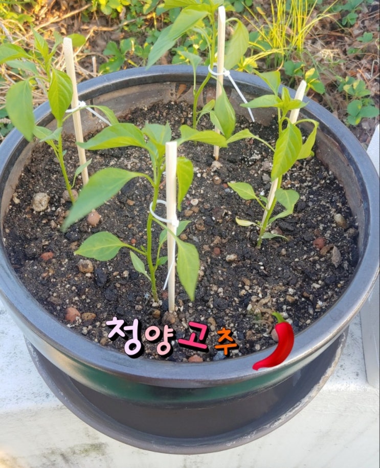  나는야 농부~ 옥상 텃밭 만들기 파테크 도전! 쌈채소 키우기 방울토마토 키우기