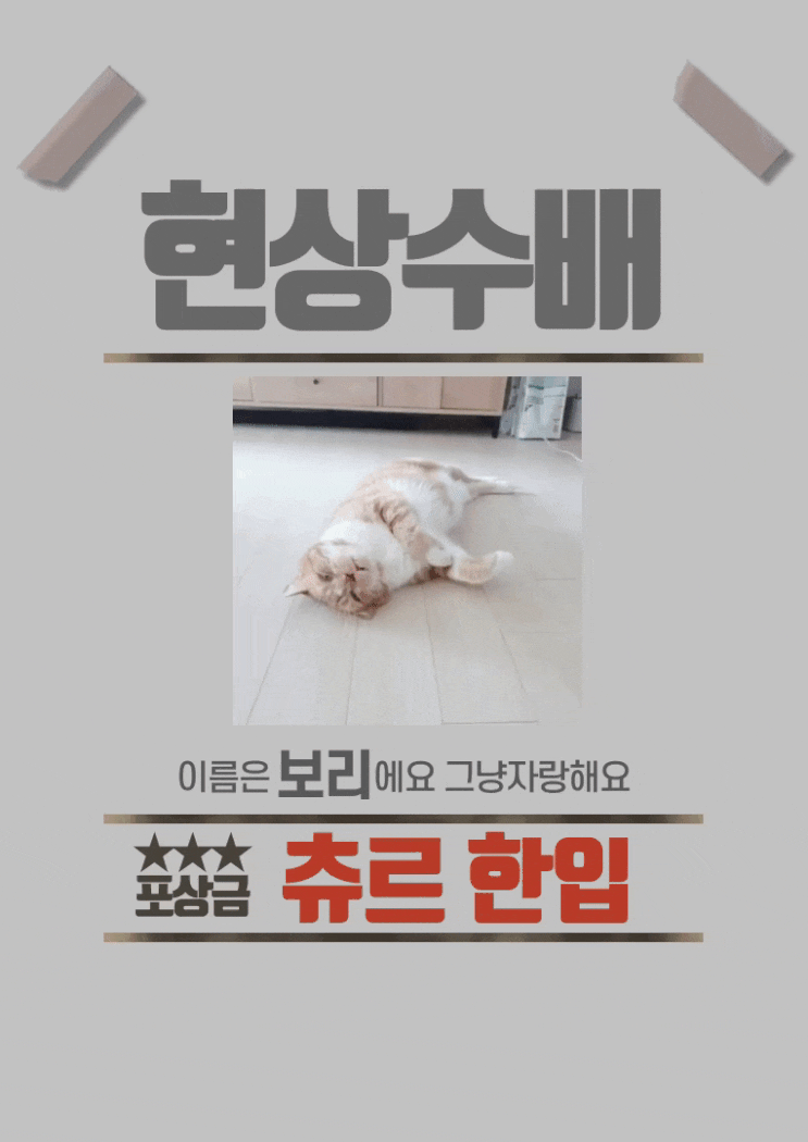  혹시 이 고양이 보신 적 있습니까?
