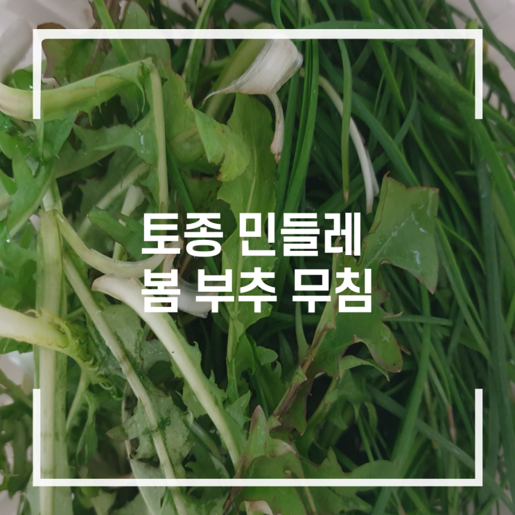  토종 민들레와 봄 부추무침
